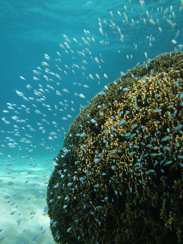 8. Threadfin red bass in Zamami Island